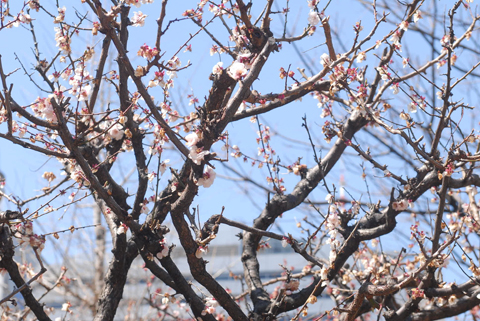 DSC_1294a.jpg
