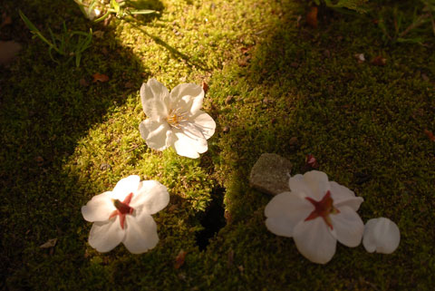 DSC_3019a.jpg