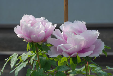 DSC_7521a.jpg