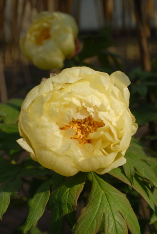 DSC_7528a.jpg