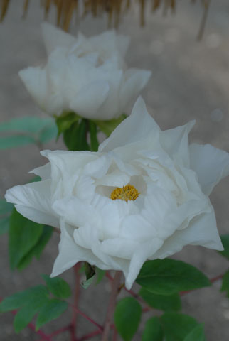 DSC_7532a.jpg