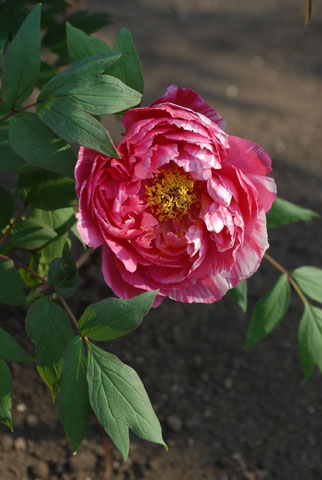 DSC_7536a.jpg