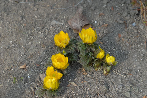DSC_7543a.jpg