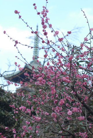 DSC_7574a.jpg