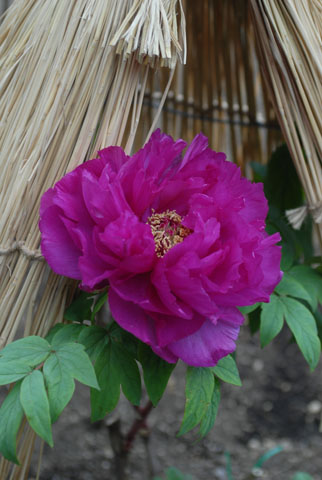 DSC_7577a.jpg