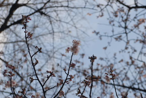 DSC_7586a.jpg