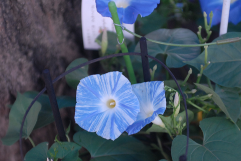 DSC_9061a.jpg