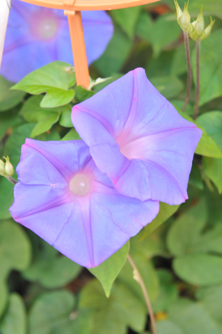 DSC_9512a.jpg