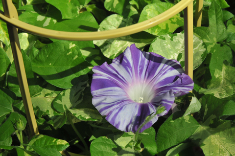 DSC_9519a.jpg