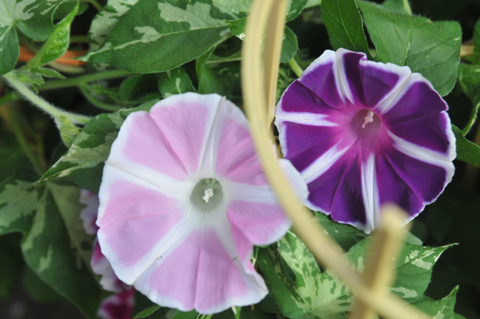 DSC_9522a.jpg
