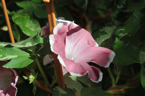 DSC_9527a.jpg