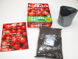 タネ植えトマト01.JPG