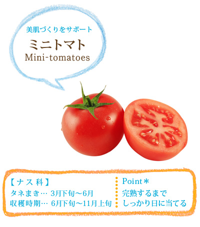 ミニトマト.jpg